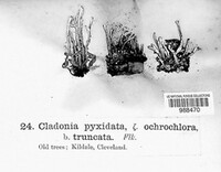 Cladonia pyxidata image